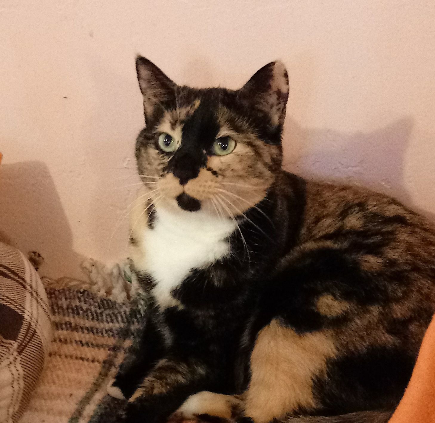Adopt a friend: Abbey